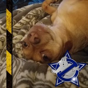 Meet your Posher, Kaliska